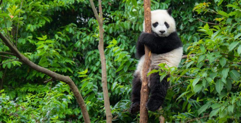 ¿Por qué los pandas gigantes son blancos y negros? 3 ¿Por qué los pandas gigantes son blancos y negros?