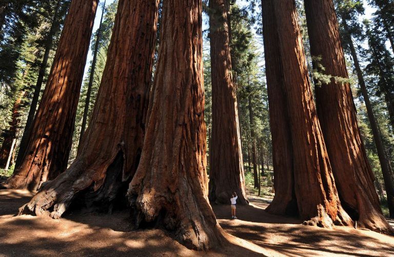 EE.UU. debería aumentar y cuidar sus reservas forestales 9 EE.UU. debería aumentar y cuidar sus reservas forestales