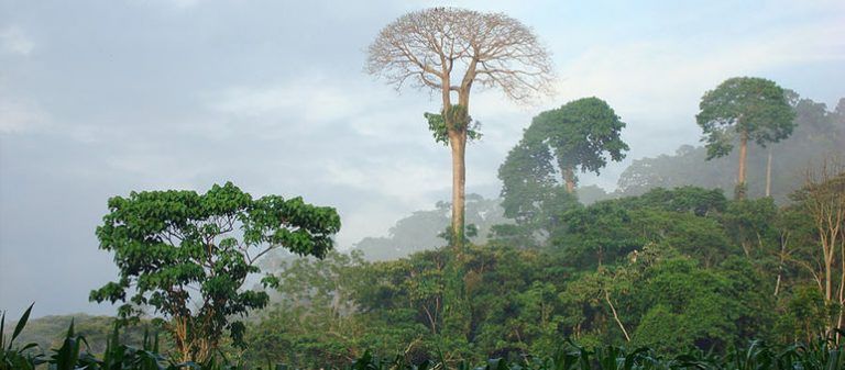 Cobre y níquel de la selva: urge una reducción del uso de recursos 7 Cobre y níquel de la selva: urge una reducción del uso de recursos