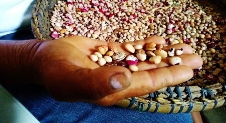 La Vía Campesina lanza módulos de formación sobre Semillas Campesinas 9 La Vía Campesina lanza módulos de formación sobre Semillas Campesinas