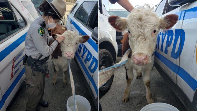 Ternera se fuga de un matadero, es capturada por la Policía y comienza una nueva vida en un refugio de animales 2 Ternera se fuga de un matadero, es capturada por la Policía y comienza una nueva vida en un refugio de animales