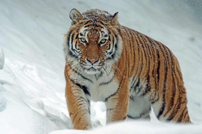 Avistan huellas de tigres de Amur, casi extintos 9 Avistan huellas de tigres de Amur, casi extintos