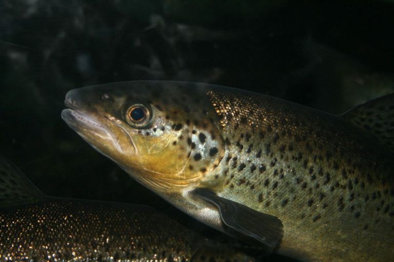 Logran convertir el metano capturado en alimento para peces 6 Logran convertir el metano capturado en alimento para peces