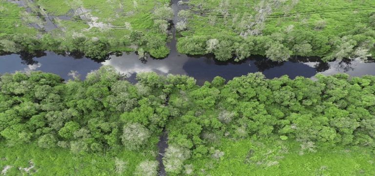 La importancia de las turberas para la biodiversidad 1 La importancia de las turberas para la biodiversidad