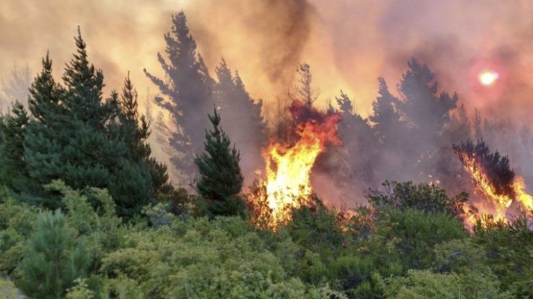 Incendios en la Patagonia: falta de inversión estatal, escasa prevención y monocultivos de árboles 6 Incendios en la Patagonia: falta de inversión estatal, escasa prevención y monocultivos de árboles