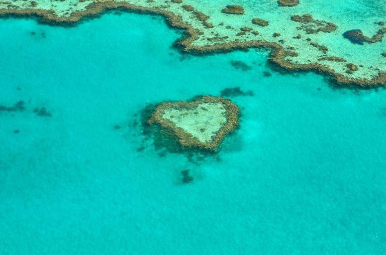 Incluso los arrecifes de coral blanqueados alimentan a millones 7 Incluso los arrecifes de coral blanqueados alimentan a millones