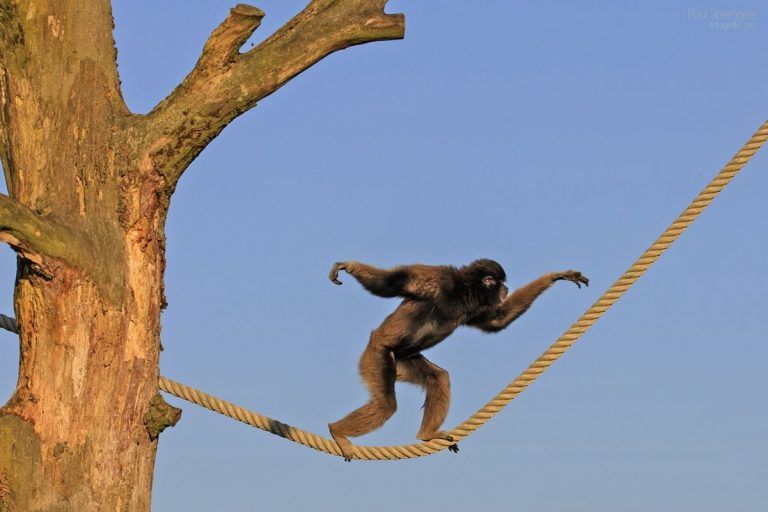 Zoológicos y acuarios cambian estándar de bienestar animal