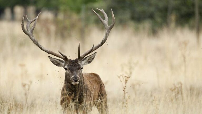 Un ciervo embiste al cazador que lo acechaba y le destrozó un ojo