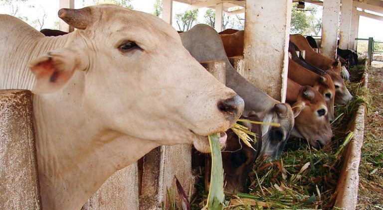 “La agricultura y la ganadería desempeñan un papel relevante en el cambio climático y no deben eludir su responsabilidad” 3 “La agricultura y la ganadería desempeñan un papel relevante en el cambio climático y no deben eludir su responsabilidad”