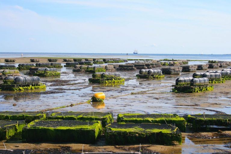 Maricultura, alimentando al mundo con menos emisiones de CO2 7 Maricultura, alimentando al mundo con menos emisiones de CO2