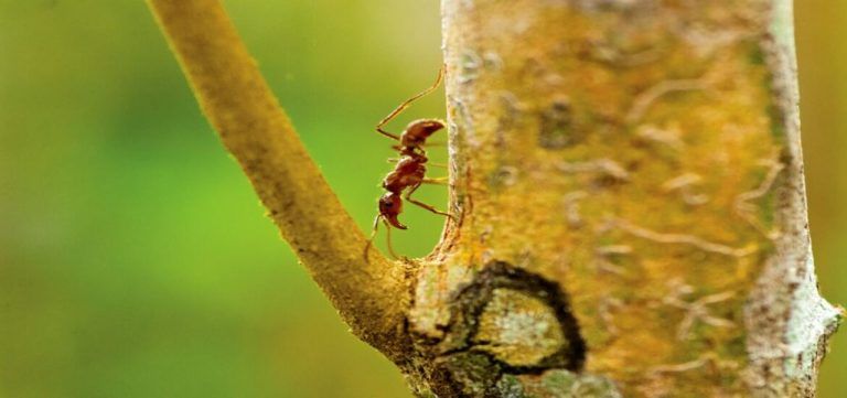 Descubren que hormigas Azteca reparan los árboles en los que viven 9 Descubren que hormigas Azteca reparan los árboles en los que viven