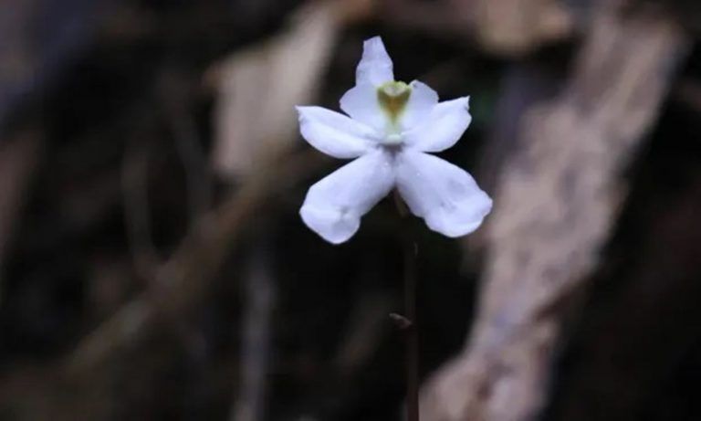 Orquídea 'fantasma' que crece en la oscuridad entre nuevos hallazgos de plantas 10 Orquídea ‘fantasma’ que crece en la oscuridad entre nuevos hallazgos de plantas