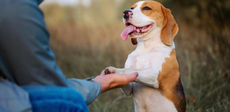 Los perros son capaces de distinguir entre diferentes idiomas 2 Los perros son capaces de distinguir entre diferentes idiomas