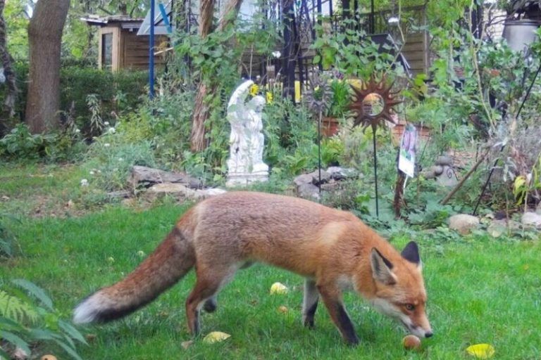 Un laboratorio en el jardín: así se relacionan los animales salvajes de la ciudad mientras no hay humanos