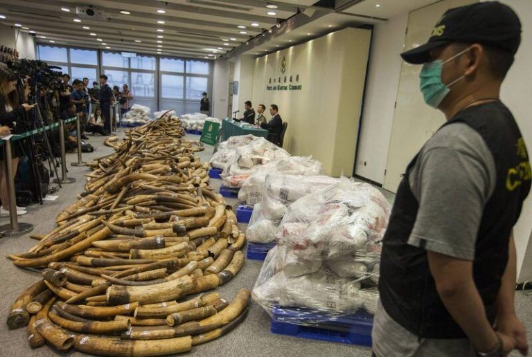 El ADN devela las tácticas de las redes criminales que trafican con colmillos de elefante 4 El ADN devela las tácticas de las redes criminales que trafican con colmillos de elefante