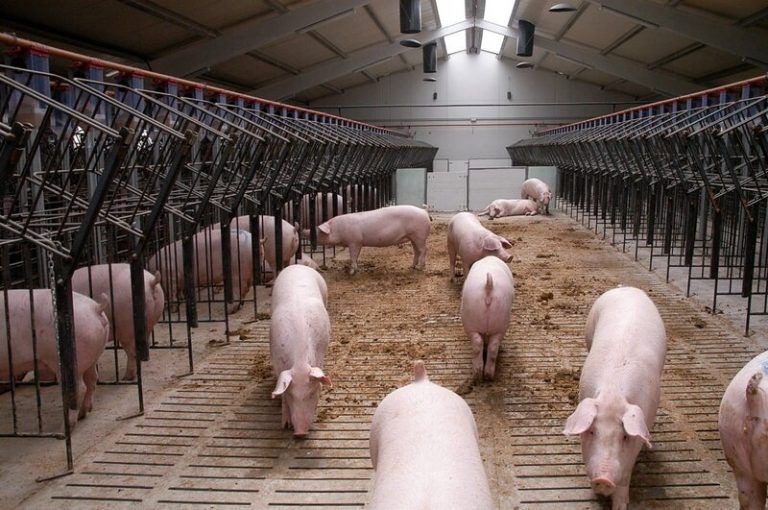 Cómo reutilizar los residuos de la agroindustria de forma sostenible 1 Cómo reutilizar los residuos de la agroindustria de forma sostenible