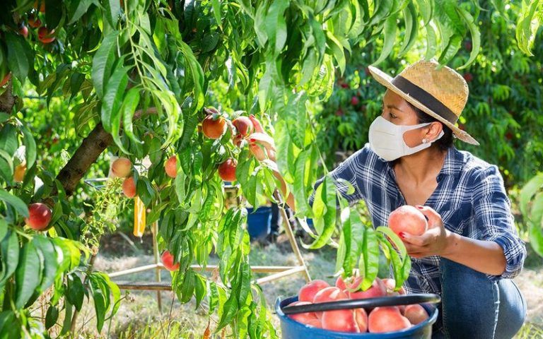 Patear el tablero. Para repensar los sistemas alimentarios y agropecuarios pos-COVID-19 8 Patear el tablero. Para repensar los sistemas alimentarios y agropecuarios pos-COVID-19
