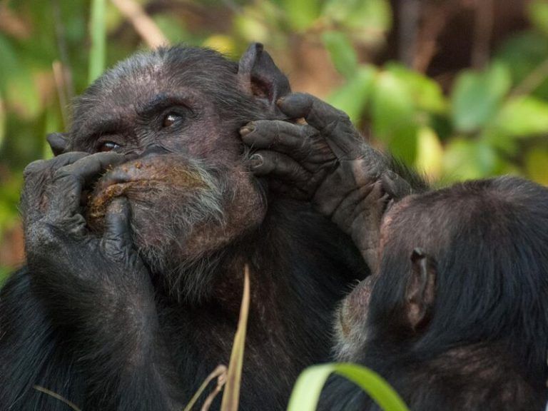 Los chimpancés aplican ungüentos a base de insecto en heridas propias y ajenas 9 Los chimpancés aplican ungüentos a base de insecto en heridas propias y ajenas