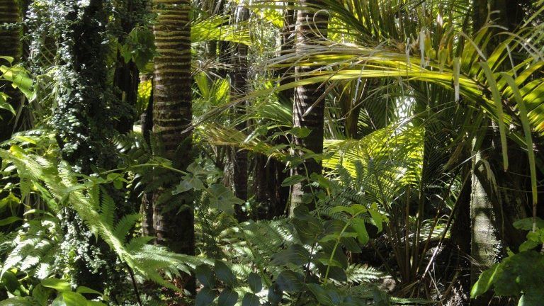 Nuevo recuento: La Tierra tiene 14% más de especies de árboles 3 Nuevo recuento: La Tierra tiene 14% más de especies de árboles