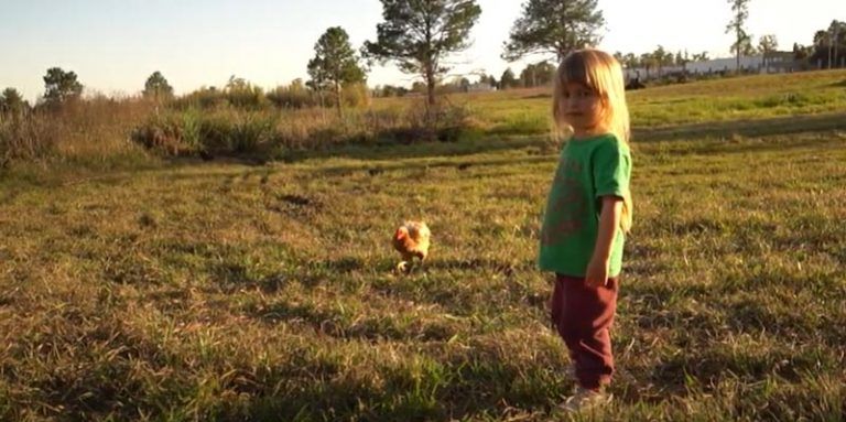 CATA vol II: Gallinas felices
