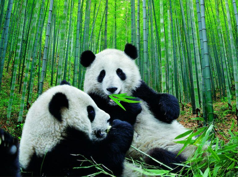 ¿Por qué los pandas están tan gordos si solo comen bambú? 6 ¿Por qué los pandas están tan gordos si solo comen bambú?