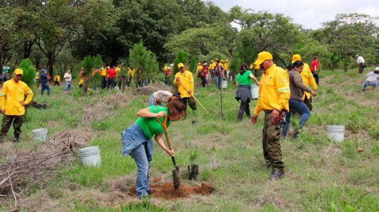 La necesaria restauración de los bosques tropicales talados 1 La necesaria restauración de los bosques tropicales talados