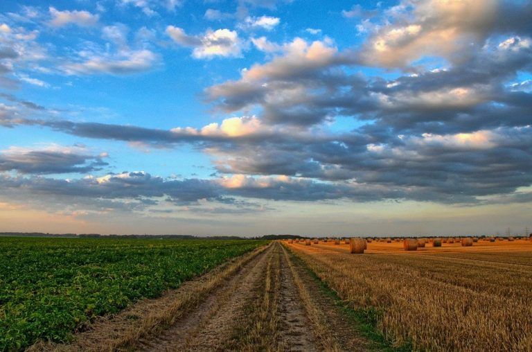 Subsidios nocivos: ¿por qué el mundo sigue financiando la destrucción de la naturaleza? 4 Subsidios nocivos: ¿por qué el mundo sigue financiando la destrucción de la naturaleza?