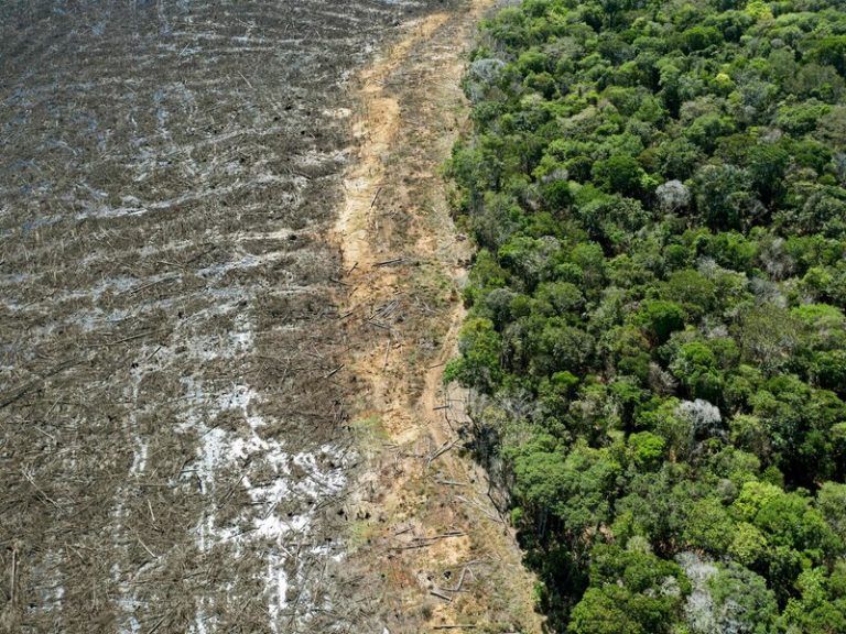 La selva amazónica se acerca a un punto de inflexión crítico 7 La selva amazónica se acerca a un punto de inflexión crítico