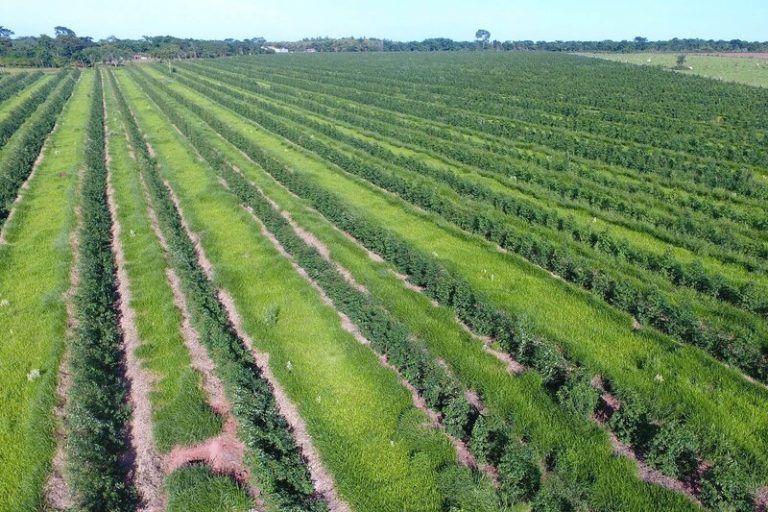 Arbaro Fund: una estrategia para expandir las plantaciones industriales de árboles en el Sur Global 3 Arbaro Fund: una estrategia para expandir las plantaciones industriales de árboles en el Sur Global