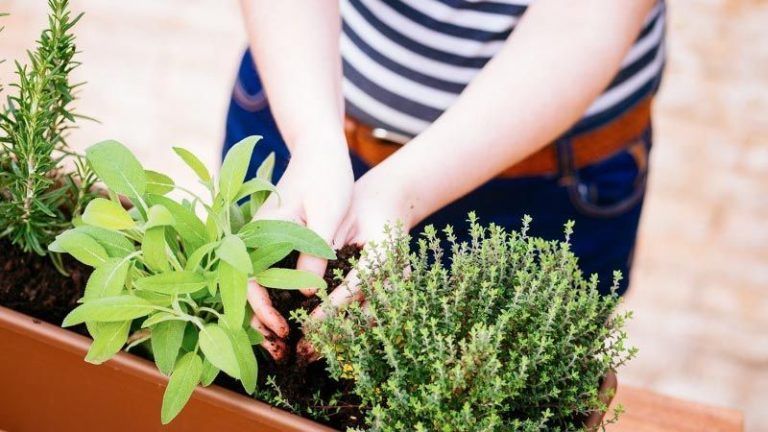 Huerta en casa: cómo multiplicar las plantas aromáticas 5 Huerta en casa: cómo multiplicar las plantas aromáticas