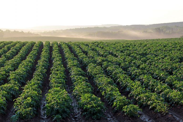 Reubicar las tierras de cultivo podría reducir los impactos de la agricultura