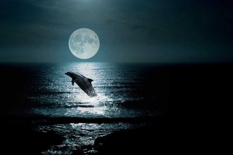 Tratado oceánico, ¿última oportunidad para proteger alta mar? 4 Tratado oceánico, ¿última oportunidad para proteger alta mar?