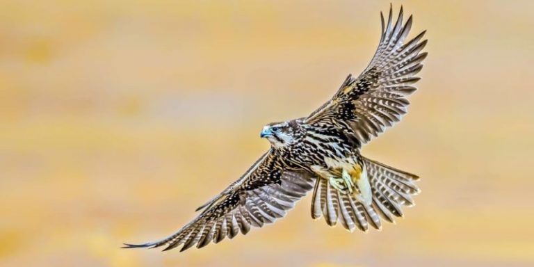 Las aves rapaces de Europa, en declive por envenenarse con la munición de plomo 7 Las aves rapaces de Europa, en declive por envenenarse con la munición de plomo
