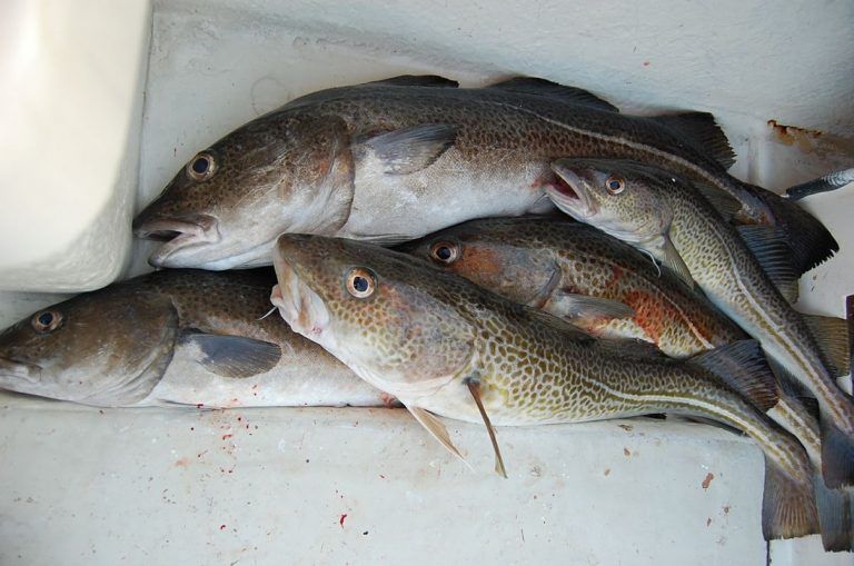 Supergenes en el bacalao, en respuesta a la sobrepesca 2 Supergenes en el bacalao, en respuesta a la sobrepesca