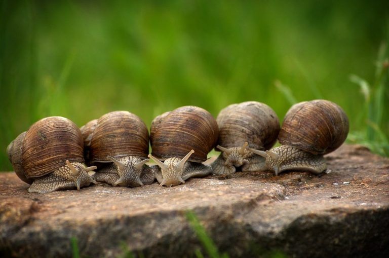 Caracoles y babosas en la huerta