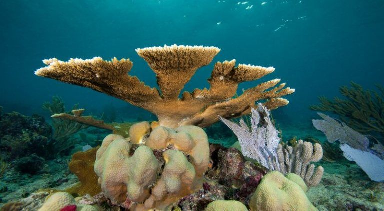 Los corales del Caribe llevan más de un siglo calentándose 3 Los corales del Caribe llevan más de un siglo calentándose