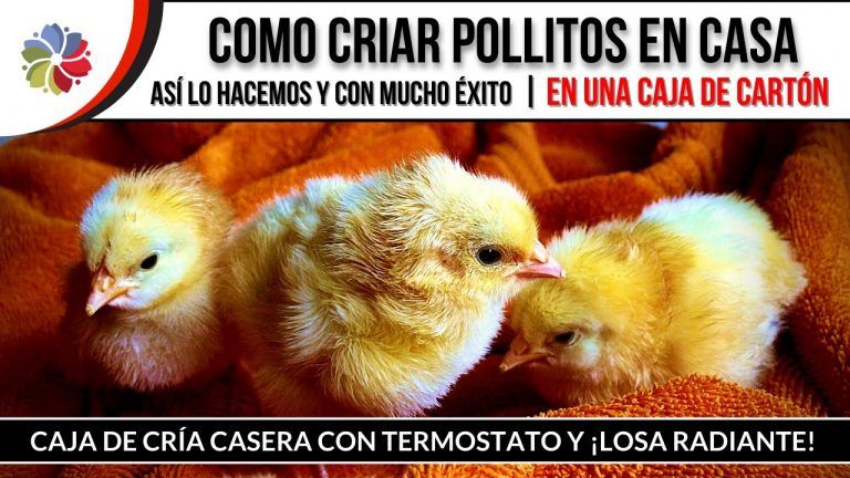 Criar pollitos en una caja de cartón 8 Criar pollitos en una caja de cartón