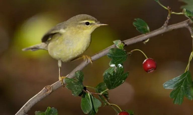 El cambio climático está afectando a las aves europeas