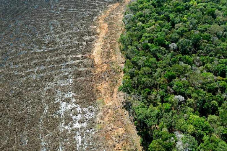 No más productos en la UE a costa de arrasar los bosques 8 No más productos en la UE a costa de arrasar los bosques