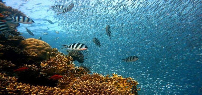 Gruñidos, pitidos, parloteos y chillidos. Los peces son criaturas ruidosas 9 Gruñidos, pitidos, parloteos y chillidos. Los peces son criaturas ruidosas