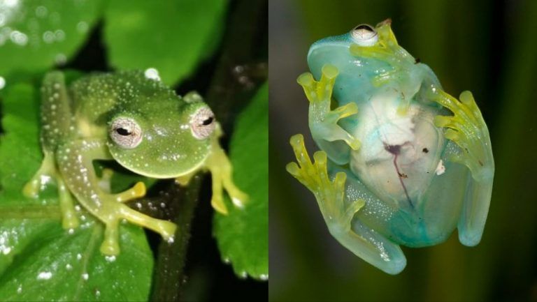 Descubren dos nuevas ranas de cristal a las que se les ve el corazón latiendo 6 Descubren dos nuevas ranas de cristal a las que se les ve el corazón latiendo