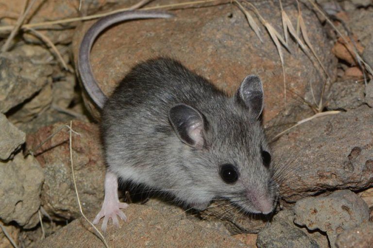 Los humanos han contagiado sus virus a los animales salvajes más de lo que se creía 2 Los humanos han contagiado sus virus a los animales salvajes más de lo que se creía