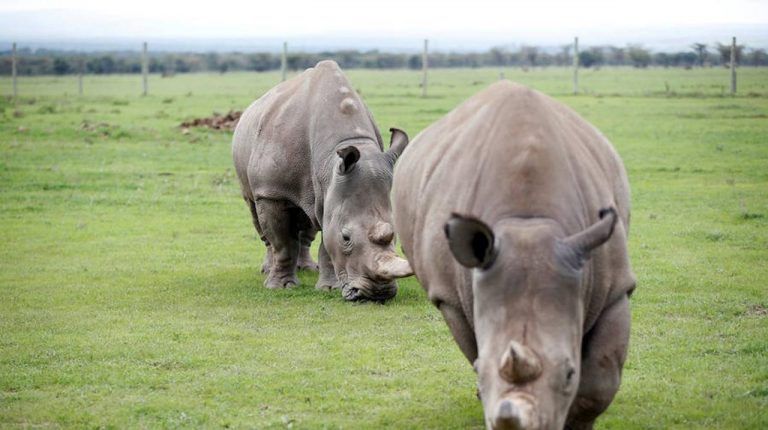 Los científicos cerca de salvar a los rinocerontes blancos de la extinción 1 Los científicos cerca de salvar a los rinocerontes blancos de la extinción