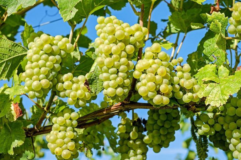 Zumo de uva blanca: beneficios y receta casera 2 Zumo de uva blanca: beneficios y receta casera