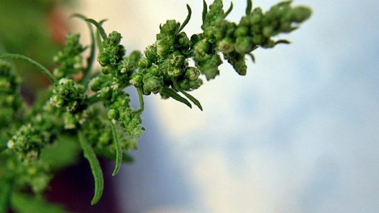 Paico o espazote: características y uso de la planta