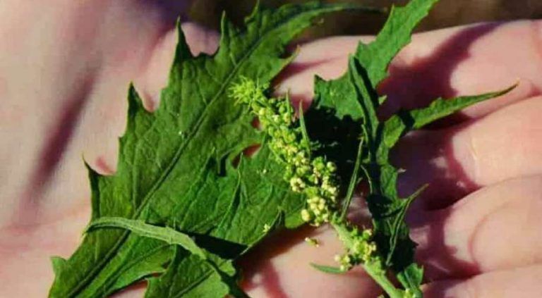 Paico Paico o espazote: características y uso de la planta