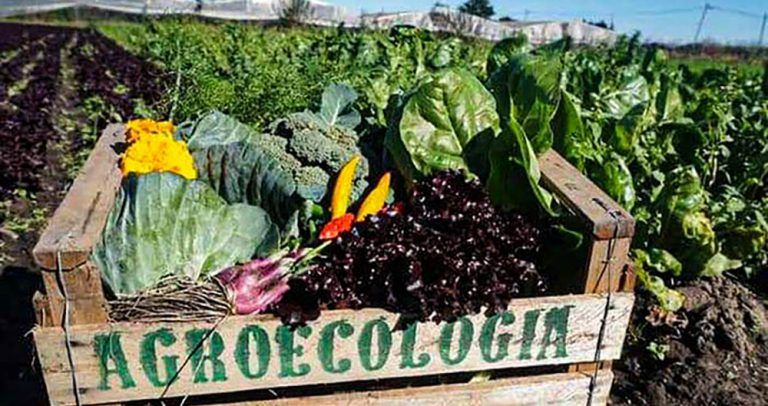 Proyecto de formación y fortalecimiento de nodos agroecológicos territoriales 8 Proyecto de formación y fortalecimiento de nodos agroecológicos territoriales
