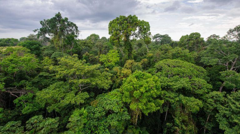 La fiebre por las Concesiones de Carbono: más robo de tierras y deforestación