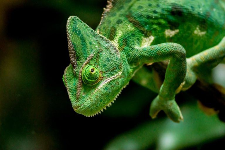 Crítico: Uno de cada cinco reptiles se enfrenta a la extinción