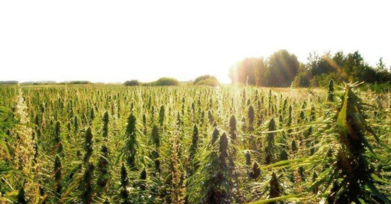 ¿Cómo ayuda la marihuana a regenerar el suelo?
